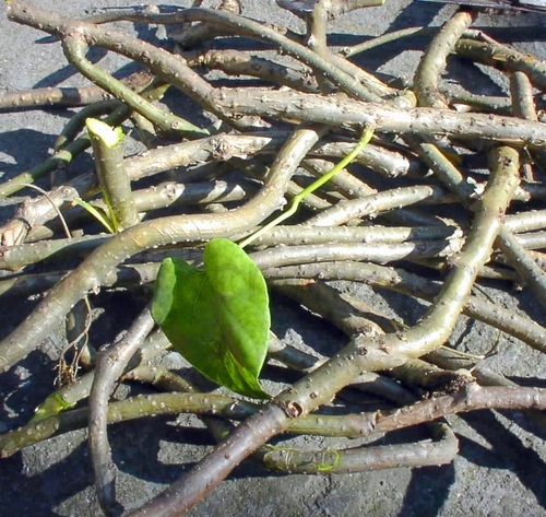 Giloy Root